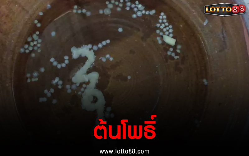 ต้นโพธิ์ 16/08/65